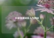 抖音直播间挂人气网站