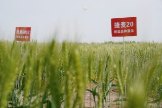 黄骅港，你该知道这座“英雄城”和它承载的“国之大者”